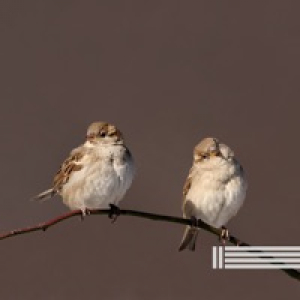 Morning Birds Singing (Loopable)