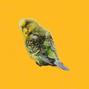 Bird Call (feat. Wildlife Ken) - Single