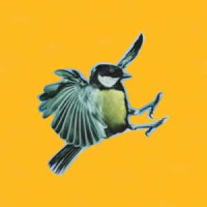 Birds in Forest (feat. Wildlife Ken) - Single
